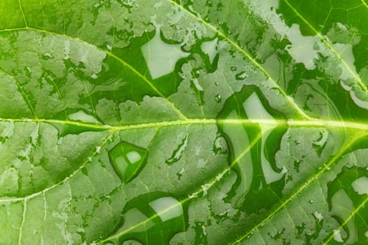 A green leaf of a plant with water droplets in a close-up
