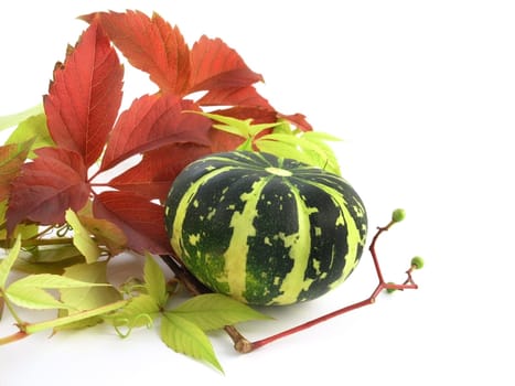 series of fruits and vegetables: pumpkin on a white background