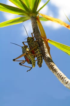 Lovemaking of the locusts