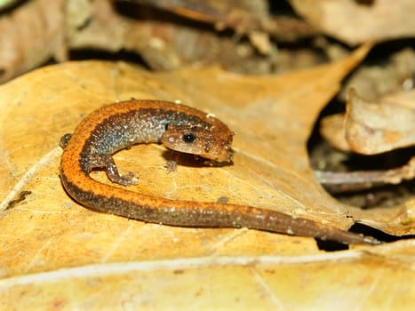 Redback Salamander (Plethodon cinereus) on dried leaves in the United States.