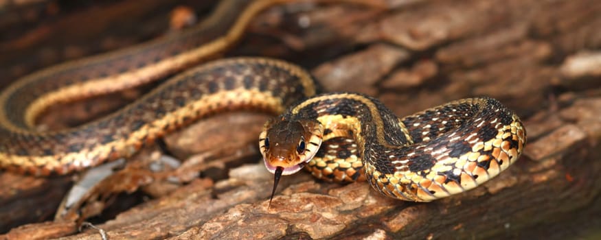 Garter Snake (Thamnophis sirtalis) takes a defensive position.
