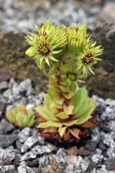 Sempervivum wulfenii
