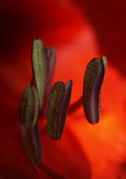 Amaryllis Stamp