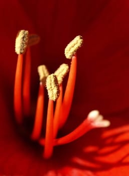 Amaryllis Stamp