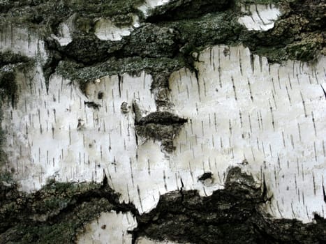Close-up of tree bark