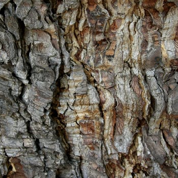 Close-up of tree bark