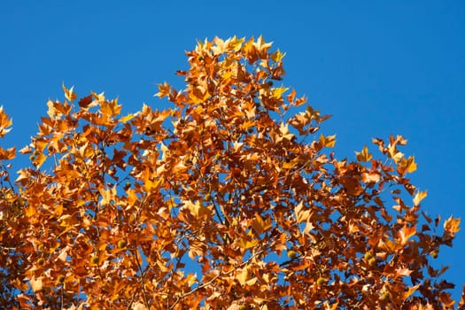 Yellow leaves on tree in autumn against blue sky