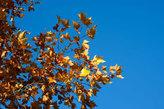 Yellow leaves on tree in autumn against blue sky