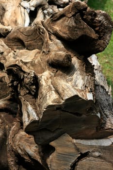 Close-up of a felled tree trunk