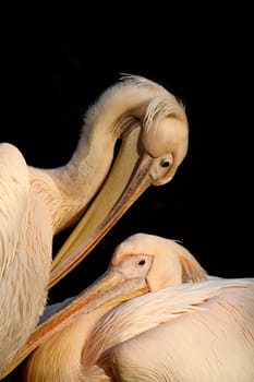 PelikanDuo