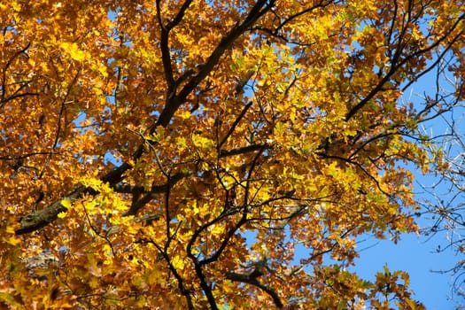 Yellow leaves on tree in autumn against blue sky
