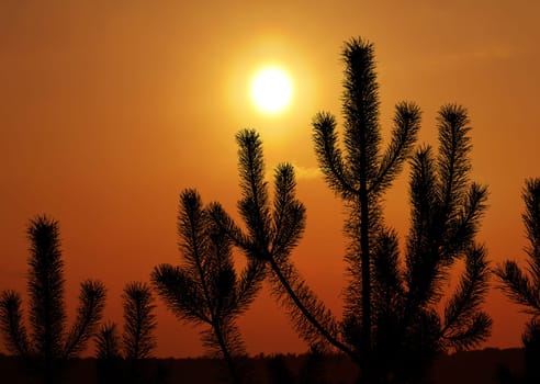fir