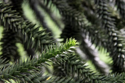 Chilean Ornamental Fir (Araucaria araucana)