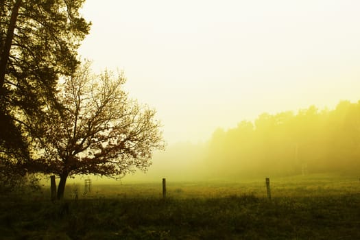 fog