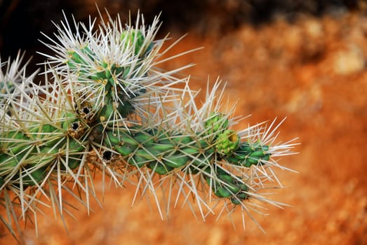 prickly