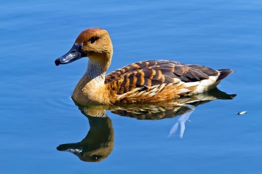 wild duck in the lake, reflections on symmetry