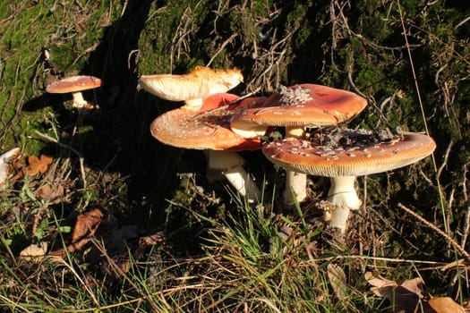 Five toadstools in the Kaufunger Forest