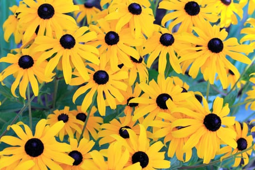 Beautiful Black-eyed Susan flowers with deep yellow petals and dark center.