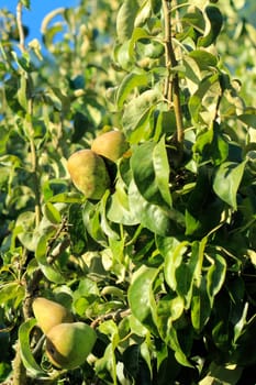 Pears growing on a tree outdoors under morning summer sun.