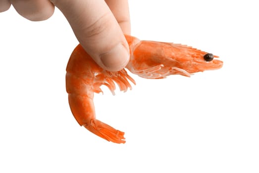 Hand hold Shrimp isolated on white