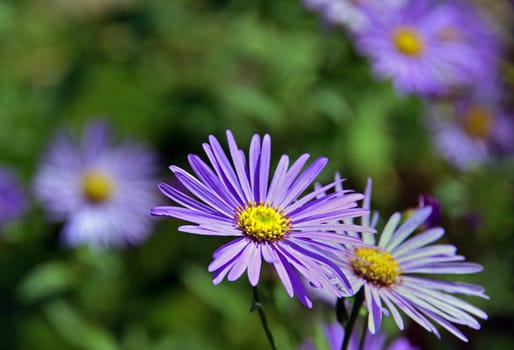 Blue-violet asters