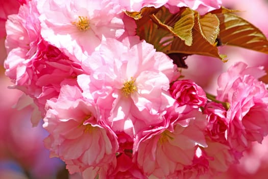Almond tree in blossom, pink flowers closeup