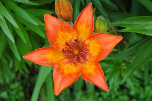 Lilium is a genus of herbaceous flowering plants growing from bulbs. Most species are native to the temperate northern hemisphere, though the range extends into the northern subtropics