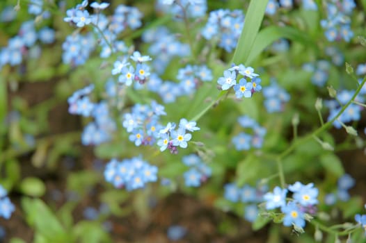 Myosotis from the Greek: "mouse's ear"", after the leaf is a genus of flowering plants in the family Boraginaceae that are commonly called Forget-me-nots"