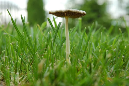 Poison mushroom on a grass background
