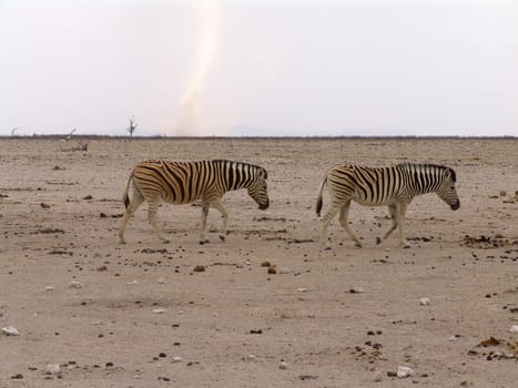 Zebra Burchells. Native habitant of African continent