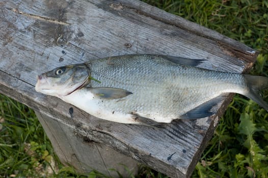 Fish on a wood bench