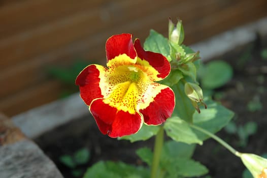 Mimulus is a diverse plant genus, the monkey-flowers and musk-flowers. The about 150 species are currently placed in the family Phrymaceae