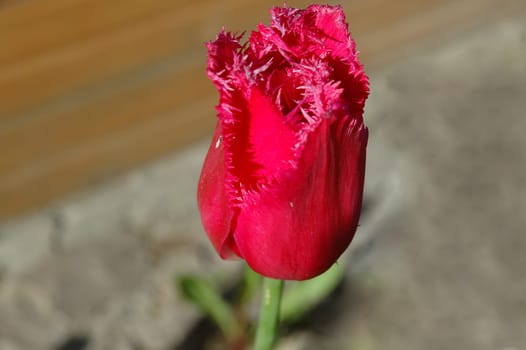 The tulip is a perennial, bulbous plant with showy flowers in the genus Tulipa, which comprises 109 species and belongs to the family Liliaceae.