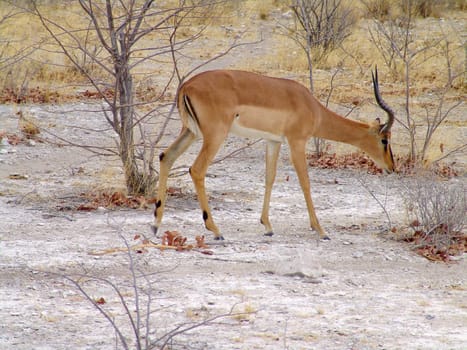 Black headed impala. Native habitant of african continent