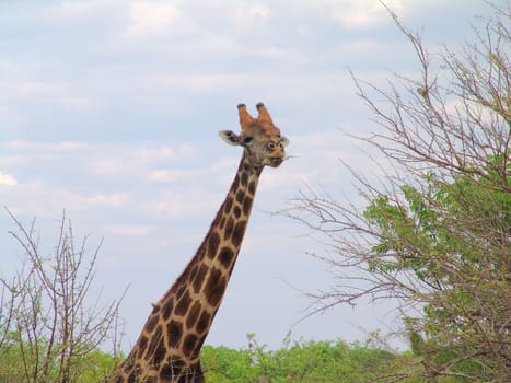 Giraffe is going to eat some