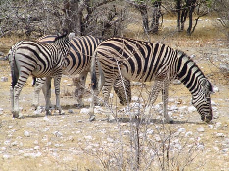 Zebra Burchells. Native habitant of African continent