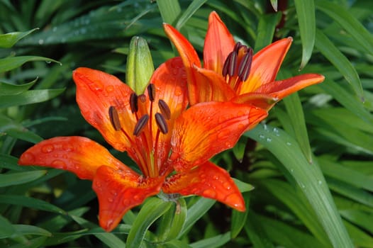 Lilium is a genus of herbaceous flowering plants growing from bulbs. Most species are native to the temperate northern hemisphere, though the range extends into the northern subtropics