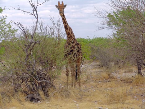 Giraffe is going to eat some