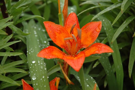 Lilium is a genus of herbaceous flowering plants growing from bulbs. Most species are native to the temperate northern hemisphere, though the range extends into the northern subtropics