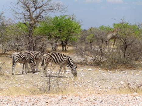 Zebra Burchells. Native habitant of African continent