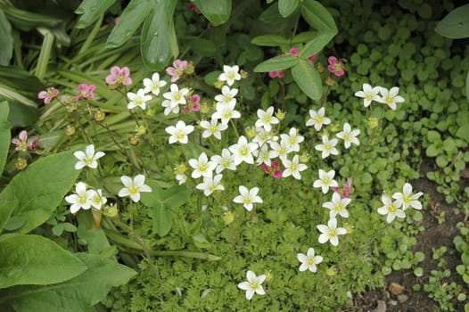 Saxifraga is the largest genus in the family Saxifragaceae, containing about 440 species of Holarctic perennial plants, known as saxifrages
