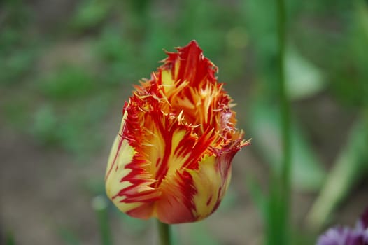 The tulip is a perennial, bulbous plant with showy flowers in the genus Tulipa, which comprises 109 species and belongs to the family Liliaceae.
