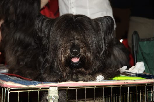 Dogs exibition in Moscow