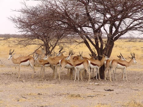 Black headed impala. Native habitant of african continent