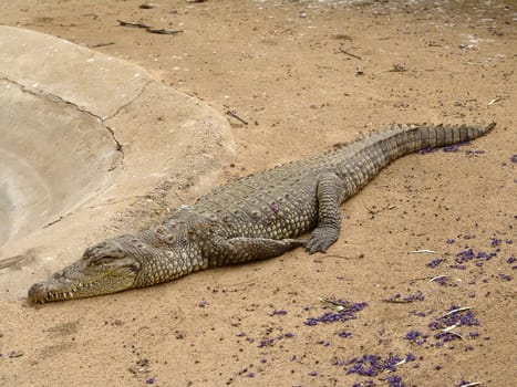 Crocodile is resting on a sand. Photo taken in crocodile farm