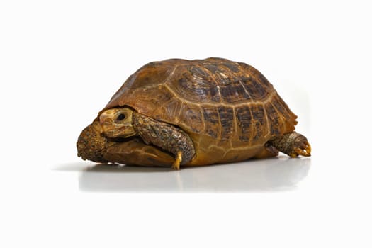 Yellow-headed turtles
