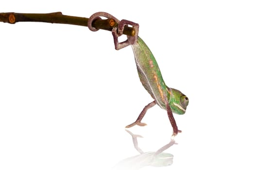 young chameleon