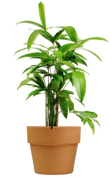 Indoor bamboo in clay pot