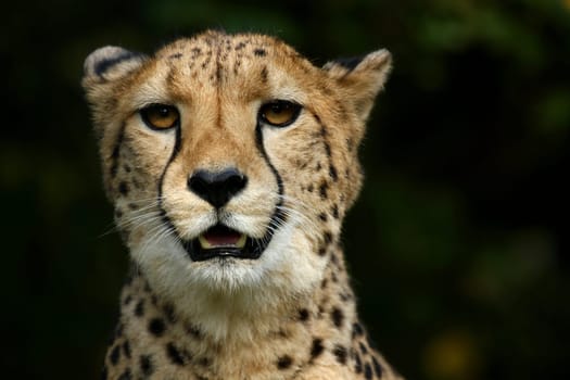 Cheetah