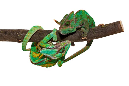 Chameleon